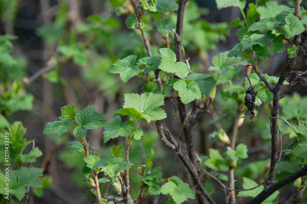 Fototapeta premium Currant bush with green leaves in spring
