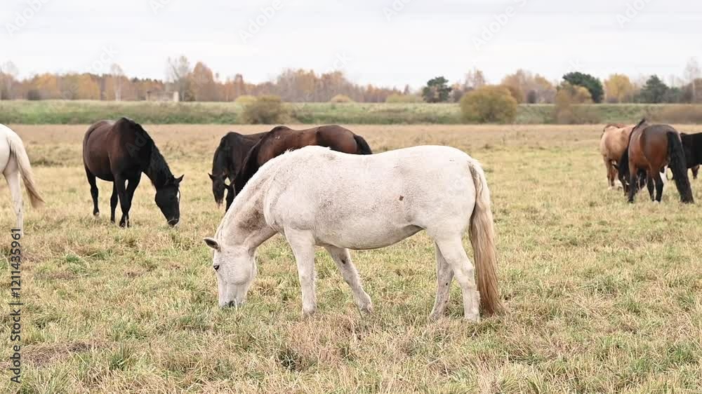 herd of horses in natural habitat. white horse in foreground eats fresh grass in field. side view. concept natural animal nutrition, respect for environment in agriculture herd of horses in natural habitat. white horse in foreground eats fresh grass in field. side view. concept natural animal nutrition, respect for environment in agriculture