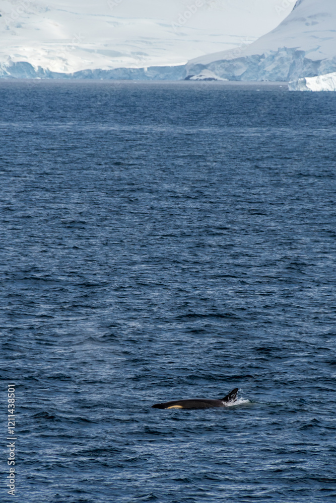Fototapeta premium Scenic view of a group of killer whales, Orcinus orca, swimming in the waters of the Antarctic peninsula, near Anvers Island.