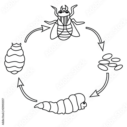 Science of cute cartoon hand drawn vector Life cycle of housefly coloring page.