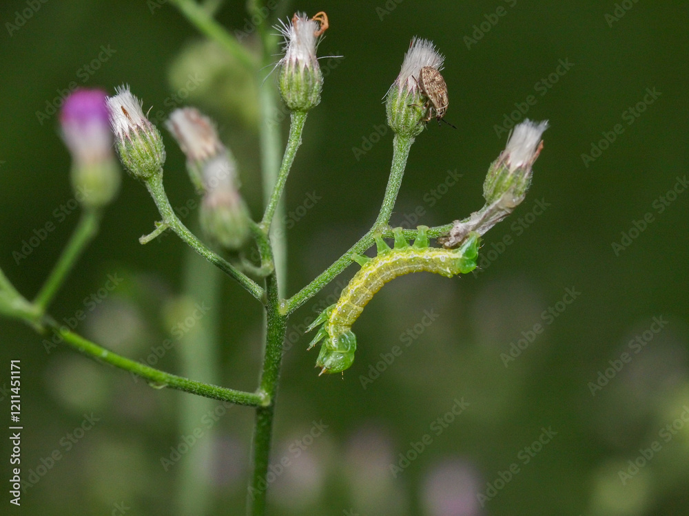 A green and yellow caterpillar flexing while the prolegs hold onto the plant. A green and yellow caterpillar flexing while the prolegs hold onto the plant.