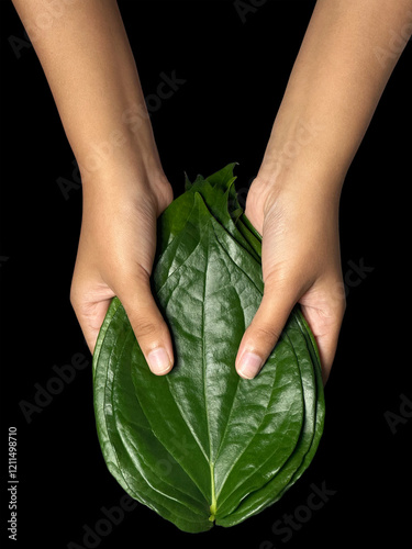 Canvastavla young girl holding a fresh green betel leaf isolated on the Black background