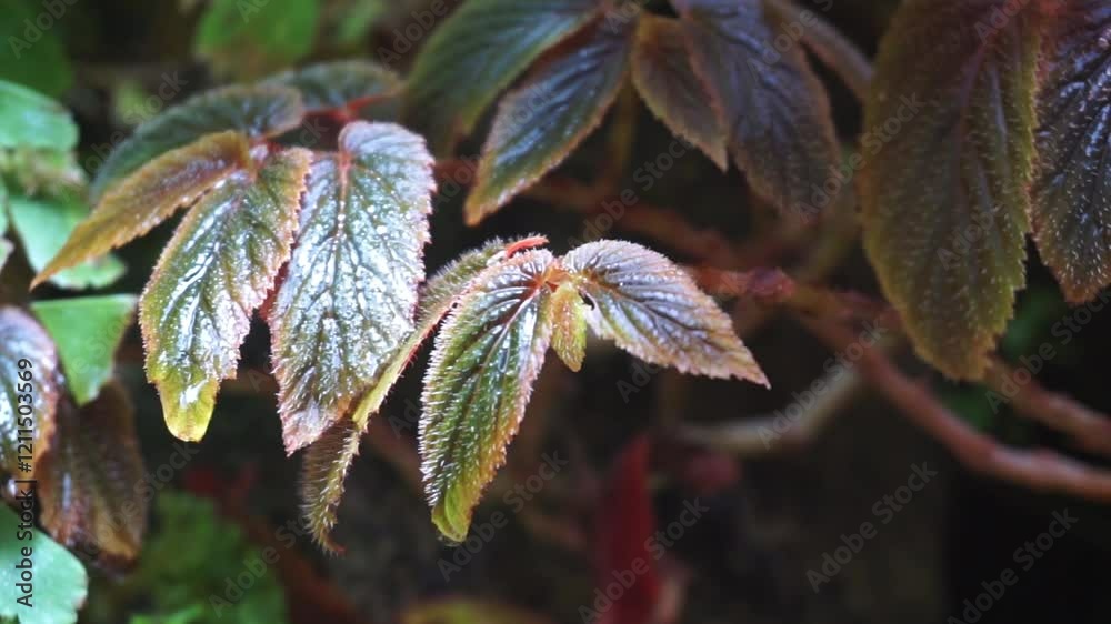 Begonias are growing and fresh with beautiful light. Begonia foliage background. Begonias are growing and fresh with beautiful light. Begonia foliage background.
