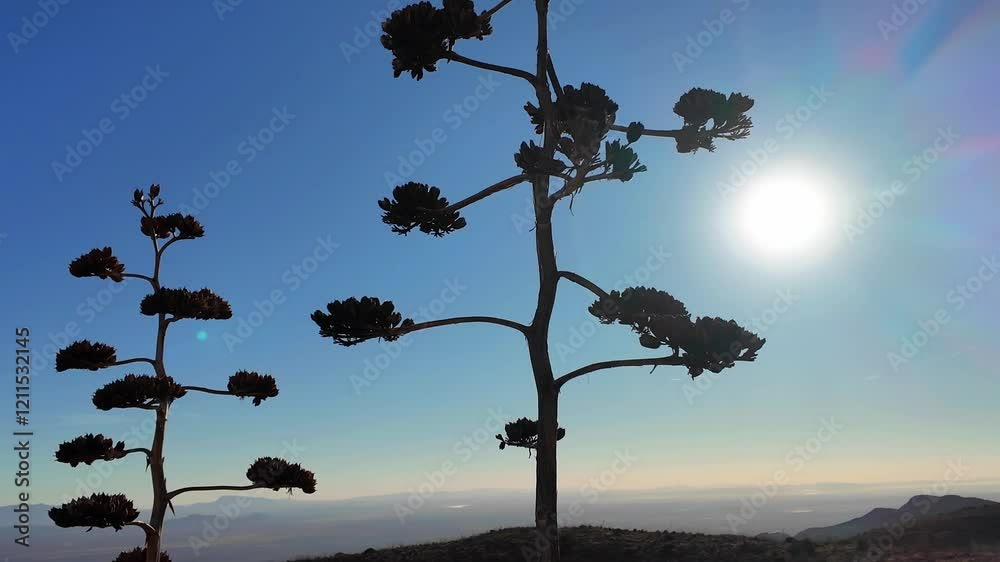 Plantas en eld esierto con cielo despejado Plantas en eld esierto con cielo despejado