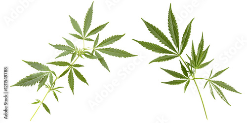 Two cannabis plant branches with green leaves, showcasing their natural beauty and intricate leaf structure