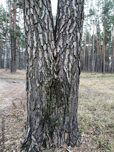 
A pine tree with a bifurcated trunk. Close-up photo of the trunk photo