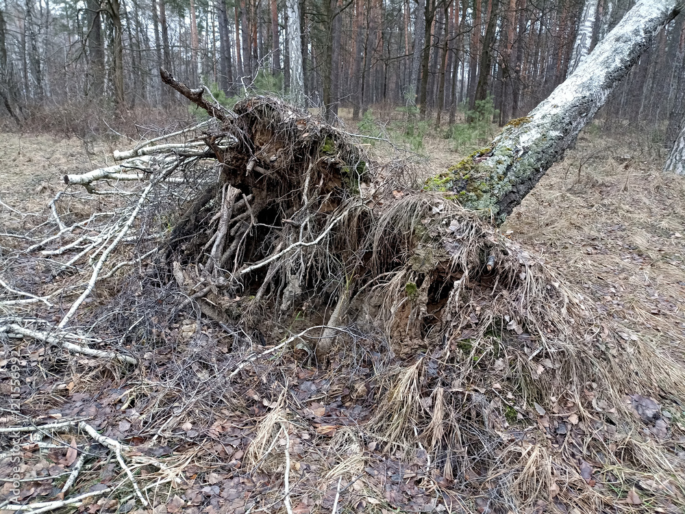 Fototapeta premium A large tree is uprooted. Close-up photo of the root.