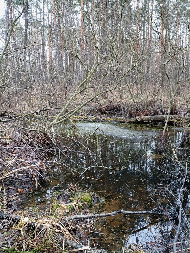 A small swamp in the thicket of the forest. Filled with fallen leaves. Habitat of amphibians. A small swamp in the thicket of the forest. Filled with fallen leaves. Habitat of amphibians.
