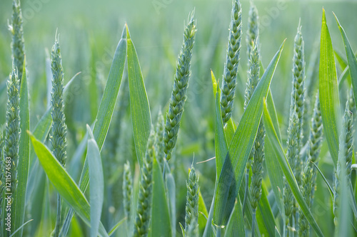 Close-Up of Green Wheat in a Sunlit Field photo