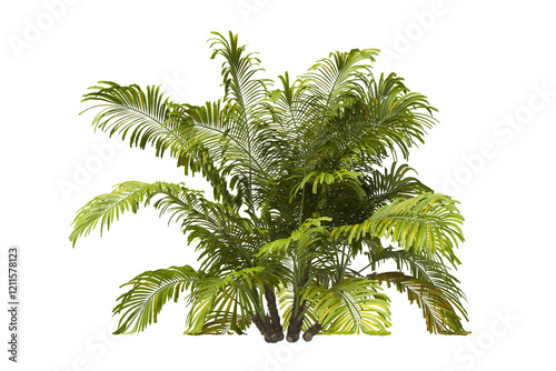 Single palm Tree PNG isolated on transparent background. big old palm plant with large green leaves. Areca Palm. Arenga engleri Plant. Chamaedorea. bamboo palm. PNG bush or shrub outdoor plant. photo