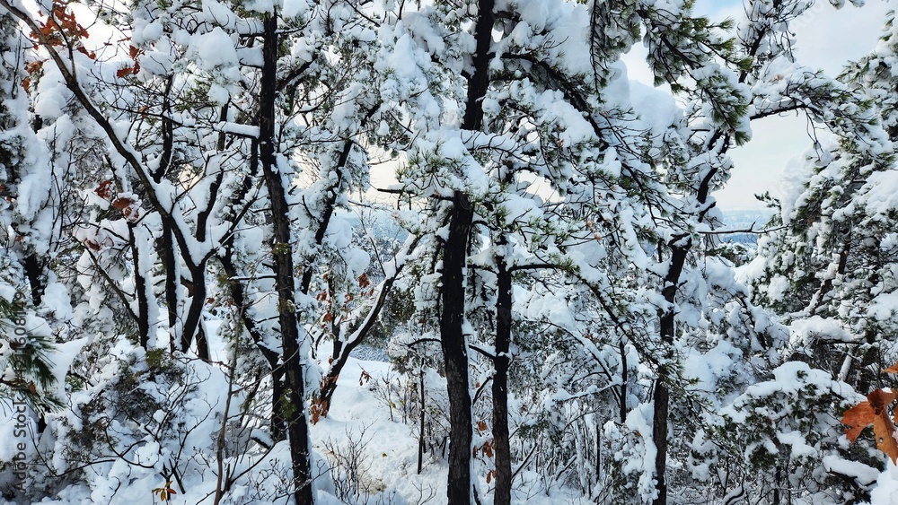 snowy mountain valley in korea. Snow on branches of tree in winter forest. korean mountains snowy scene. heavy snowfall in south korea snowy mountain valley in korea. Snow on branches of tree in winter forest. korean mountains snowy scene. heavy snowfall in south korea