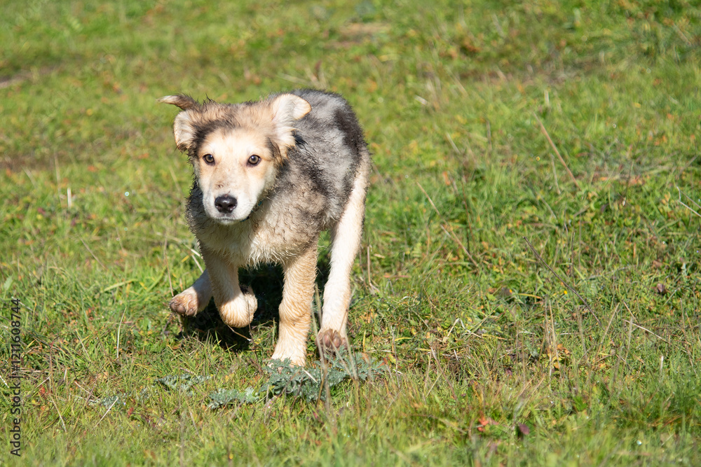 Fototapeta premium Little wolf dogs enjoying themselves in the countryside