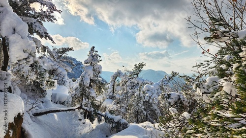 snowy mountain valley in korea. Snow on branches of tree in winter forest. korean mountains snowy scene. heavy snowfall in south korea