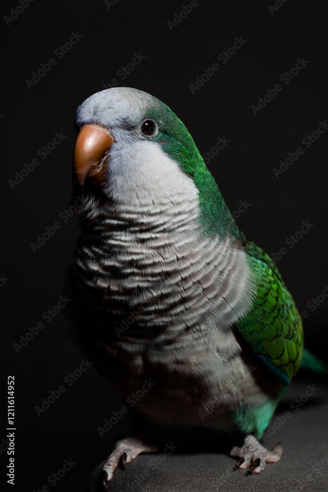 Obraz premium Parrot