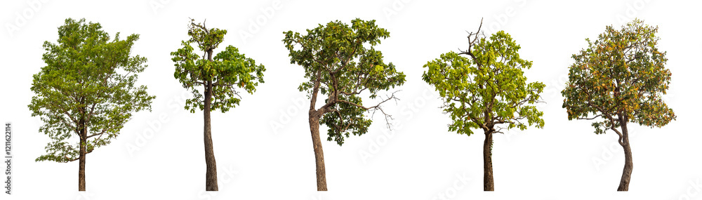 Collection high qaulity tree has been cut from the original background and replaced with a transparent background for easy selection. Collection high qaulity tree has been cut from the original background and replaced with a transparent background for easy selection.