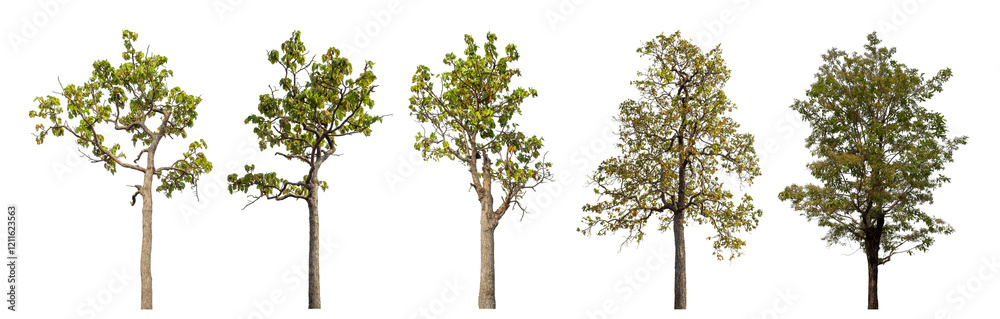 Fototapeta premium Collection high qaulity tree has been cut from the original background and replaced with a transparent background for easy selection.