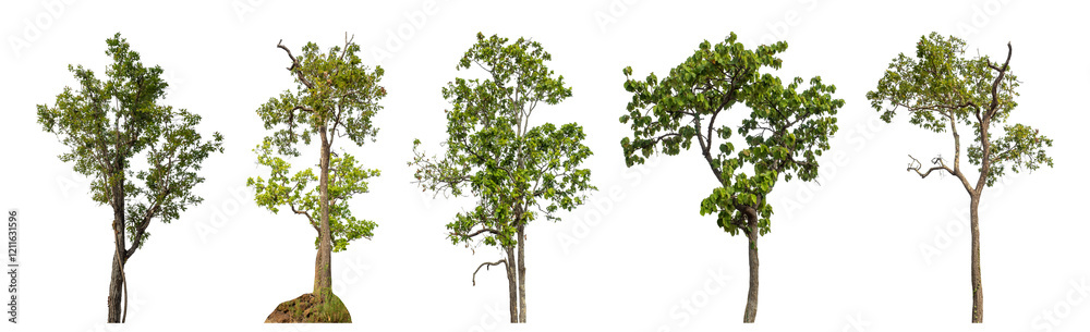 Collection high qaulity green tree has been cut from the original background and replaced with a transparent background for easy selection. Collection high qaulity green tree has been cut from the original background and replaced with a transparent background for easy selection.
