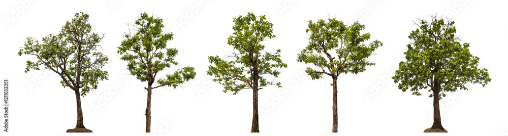 Collection high qaulity green tree has been cut from the original background and replaced with a transparent background for easy selection. Collection high qaulity green tree has been cut from the original background and replaced with a transparent background for easy selection.