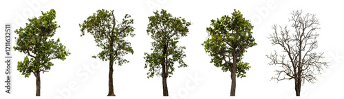 Collection high qaulity tree has been cut from the original background and replaced with a transparent background for easy selection.
