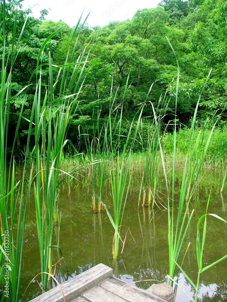 ヒメガマの茂る初夏の水辺風景 ヒメガマの茂る初夏の水辺風景
