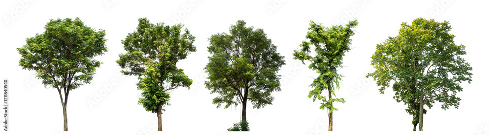 Collection high qaulity green tree has been cut from the original background and replaced with a transparent background for easy selection. Collection high qaulity green tree has been cut from the original background and replaced with a transparent background for easy selection.