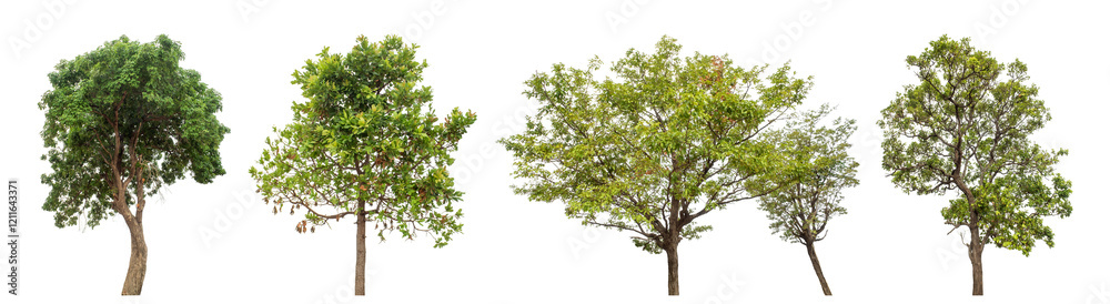 Collection high qaulity green tree has been cut from the original background and replaced with a transparent background for easy selection. Collection high qaulity green tree has been cut from the original background and replaced with a transparent background for easy selection.