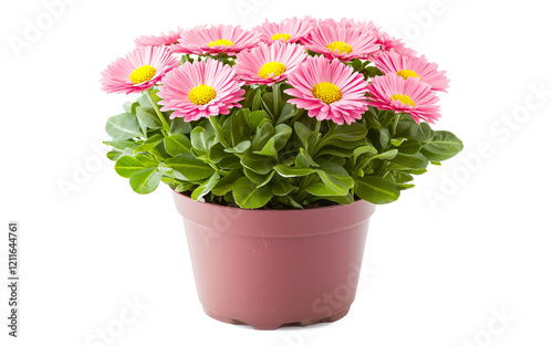 Wallpaper Mural Pink Daisy Blooms in Decorative Pot Torontodigital.ca