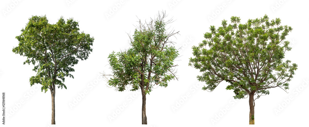 Fototapeta premium Collection high qaulity green tree has been cut from the original background and replaced with a transparent background for easy selection.