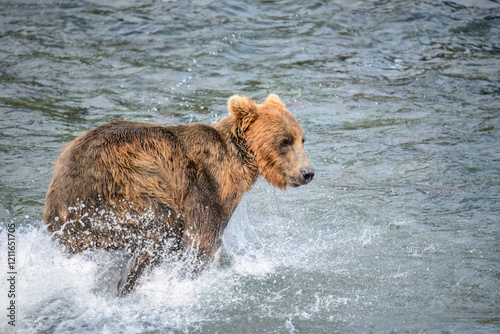 A young brown bear splashing in Brooks river, trying to catch salmon. Katmai National Park. Alaska. photo