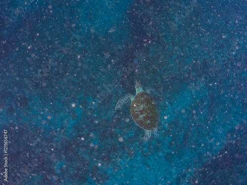 ゆったり泳ぐ美しく大きなアオウミガメ（ウミガメ科）。
英名学名：green sea turtle (Chelonia mydas)
静岡県伊豆半島賀茂郡南伊豆町中木ヒリゾ浜2024年
 photo