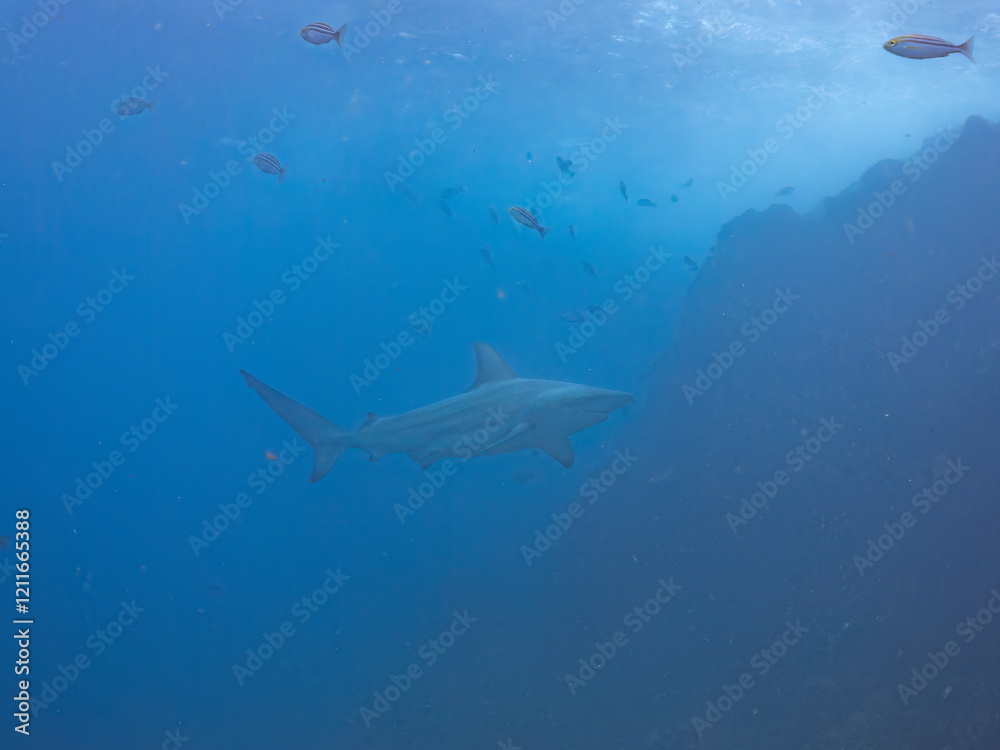 Fototapeta premium 大きく美しいカマストガリザメ（メジロザメ科）他。 英名学名：Blacktip shark, Carcharhinus limbatus 静岡県伊豆半島賀茂郡南伊豆町中木ヒリゾ浜2024年 
