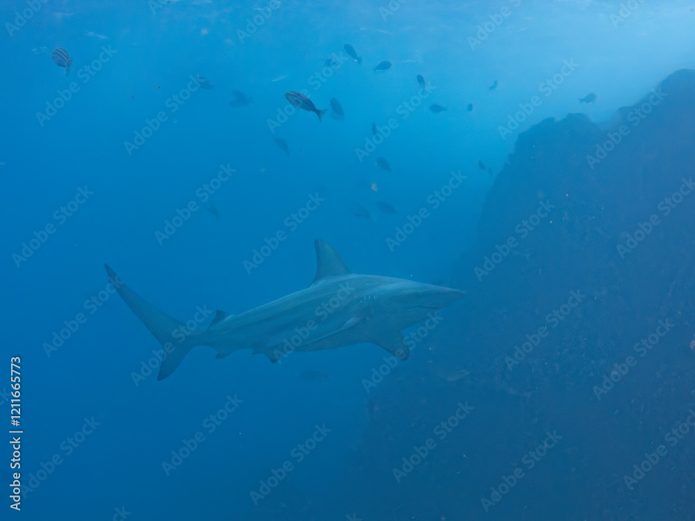 Obraz premium 大きく美しいカマストガリザメ（メジロザメ科）他。 英名学名：Blacktip shark, Carcharhinus limbatus 静岡県伊豆半島賀茂郡南伊豆町中木ヒリゾ浜2024年 