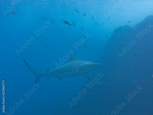 Wallpaper Mural 大きく美しいカマストガリザメ（メジロザメ科）他。
英名学名：Blacktip shark, Carcharhinus limbatus
静岡県伊豆半島賀茂郡南伊豆町中木ヒリゾ浜2024年
 Torontodigital.ca
