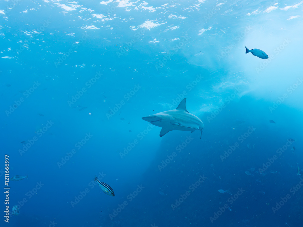 Fototapeta premium 大きく美しいカマストガリザメ（メジロザメ科）他。 英名学名：Blacktip shark, Carcharhinus limbatus 静岡県伊豆半島賀茂郡南伊豆町中木ヒリゾ浜2024年 