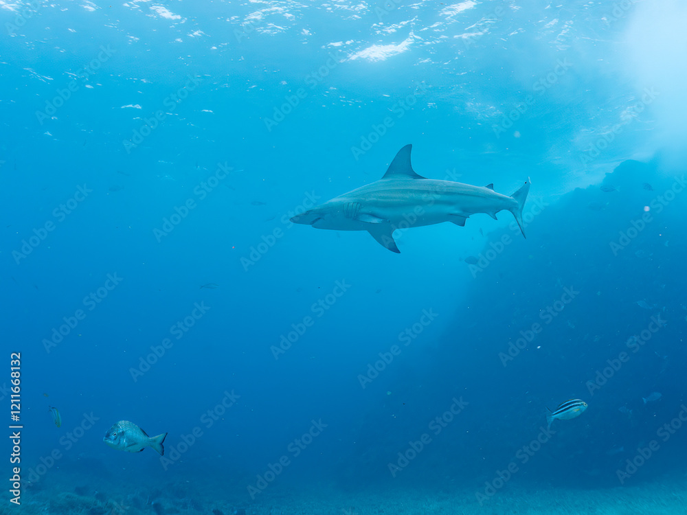 大きく美しいカマストガリザメ(メジロザメ科)他。
英名学名:Blacktip shark, Carcharhinus limbatus
静岡県伊豆半島賀茂郡南伊豆町中木ヒリゾ浜2024年
大きく美しいカマストガリザメ(メジロザメ科)他。
英名学名:Blacktip shark, Carcharhinus limbatus
静岡県伊豆半島賀茂郡南伊豆町中木ヒリゾ浜2024年