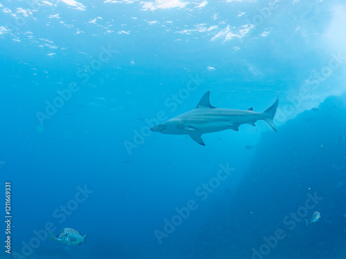 大きく美しいカマストガリザメ（メジロザメ科）他。
英名学名：Blacktip shark, Carcharhinus limbatus
静岡県伊豆半島賀茂郡南伊豆町中木ヒリゾ浜2024年
