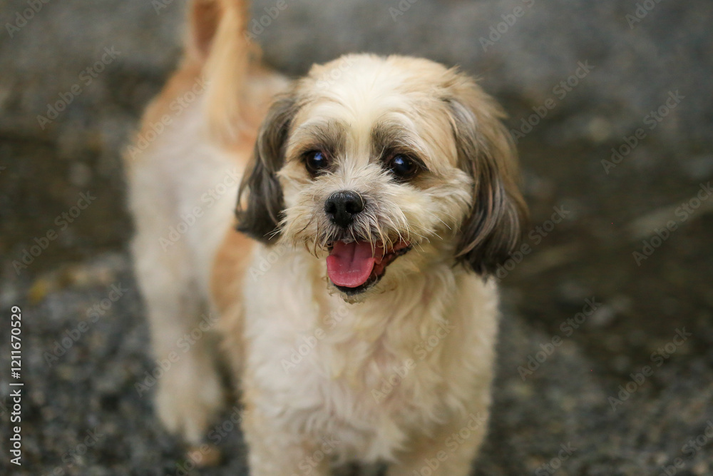 Shih Tzu dog and friend playing and fighting Shih Tzu dog and friend playing and fighting