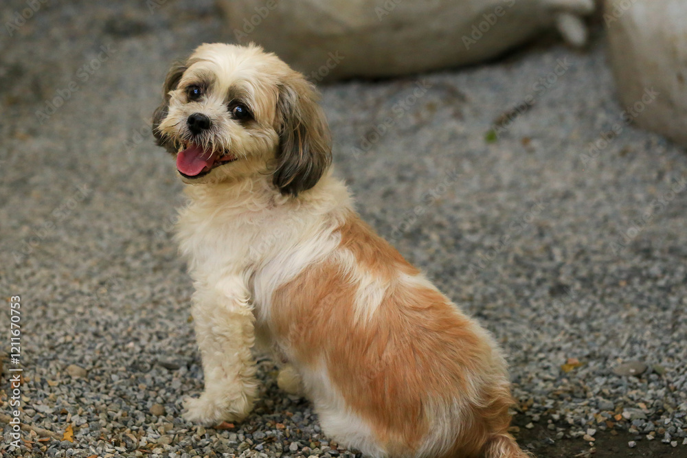 Shih Tzu dog and friend playing and fighting Shih Tzu dog and friend playing and fighting