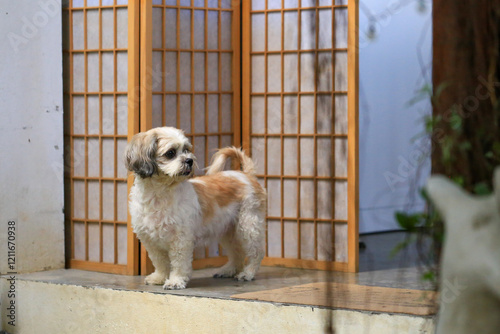 Bild auf Leinwand Shih Tzu dog and friend playing and fighting