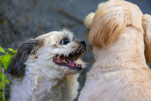 Fototapete Shih Tzu dog and friend playing and fighting