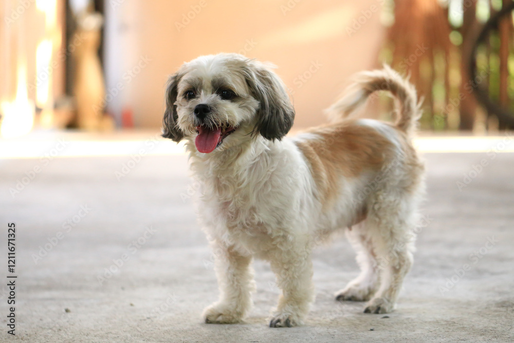 Shih Tzu dog and friend playing and fighting Shih Tzu dog and friend playing and fighting