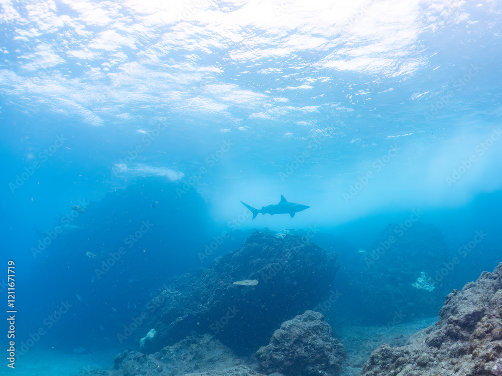 半水面撮影。
大きく美しいカマストガリザメ(メジロザメ科)他。
英名学名:Blacktip shark, Carcharhinus limbatus
静岡県伊豆半島賀茂郡南伊豆町中木ヒリゾ浜2024年
半水面撮影。
大きく美しいカマストガリザメ(メジロザメ科)他。
英名学名:Blacktip shark, Carcharhinus limbatus
静岡県伊豆半島賀茂郡南伊豆町中木ヒリゾ浜2024年