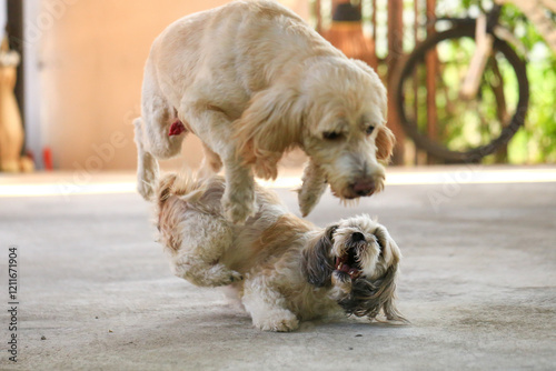 Shih Tzu dog and friend playing and fighting 