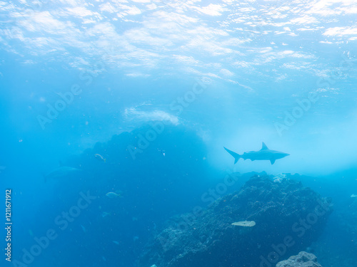 半水面撮影。
大きく美しいカマストガリザメ（メジロザメ科）他。
英名学名：Blacktip shark, Carcharhinus limbatus
静岡県伊豆半島賀茂郡南伊豆町中木ヒリゾ浜2024年
 photo