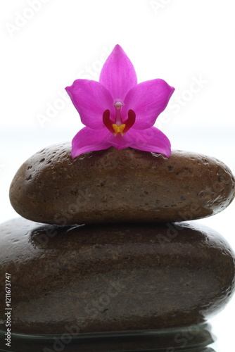 zen stones and orchid on white backgraound