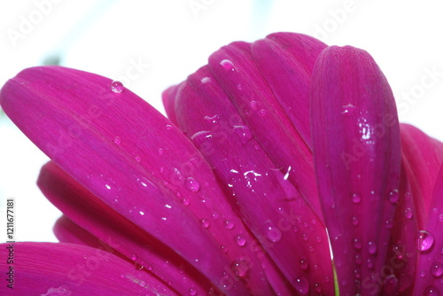 pink daisy with water drops