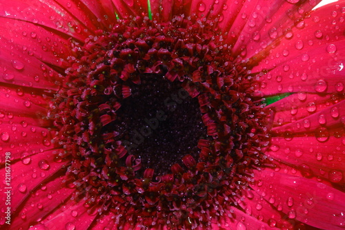 close up of red flower