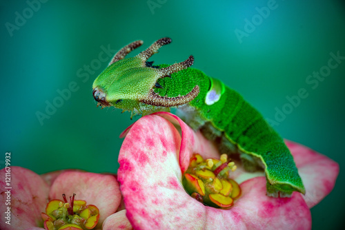 Dragon head caterpillar on green background photo