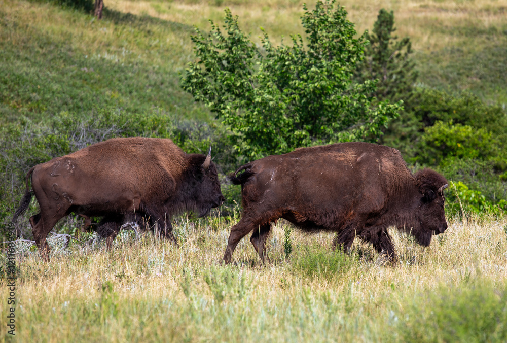 Herd of American Buffalo in the Field, Custer State Park, South Dakota Herd of American Buffalo in the Field, Custer State Park, South Dakota