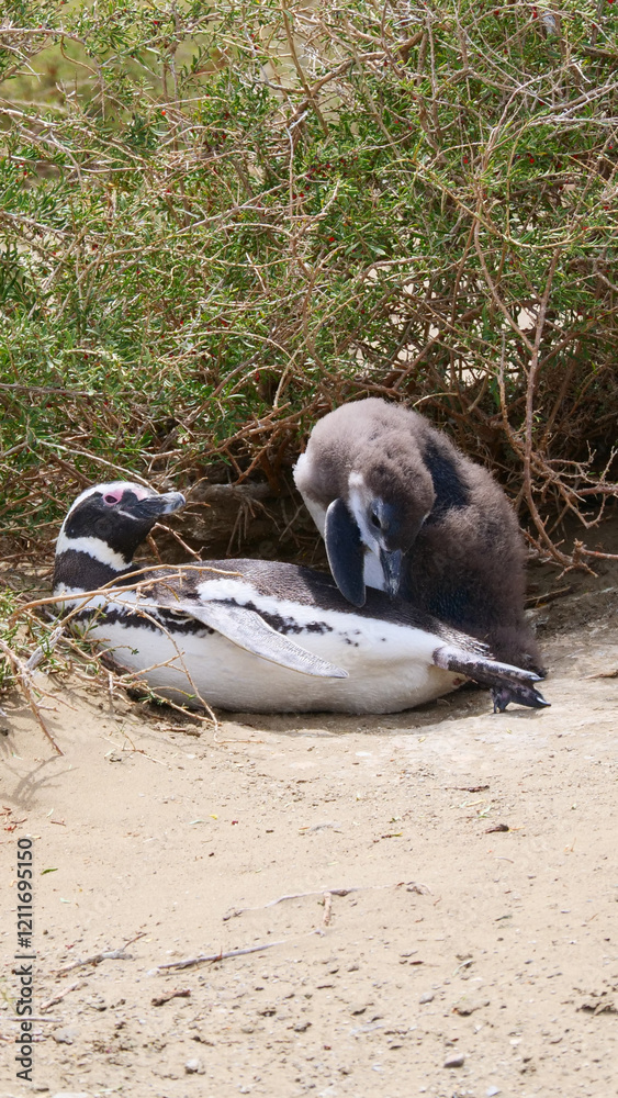 Obraz premium Vertical image of Two Magellanic Penguins Spheniscus magellanicus hiding between tall bushes.